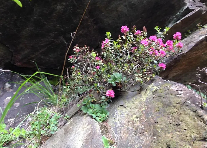 شقة Fender لانغنفلد